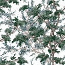 dec-86wp0610531_2