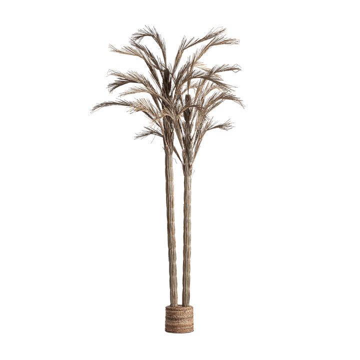 [36814] PLANTA ARECA