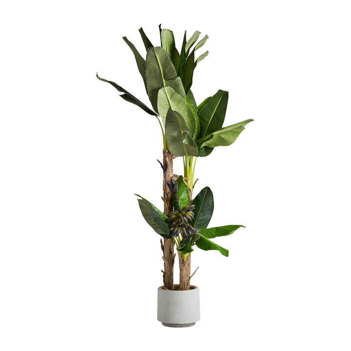 [27323] PLANTA PLATANERO