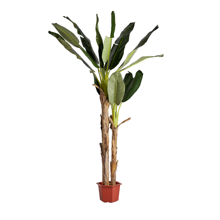 [22683] PLANTA BANANERO