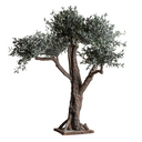 PLANTA OLIVO