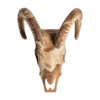 Busto goat