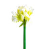 Flor amaryllis