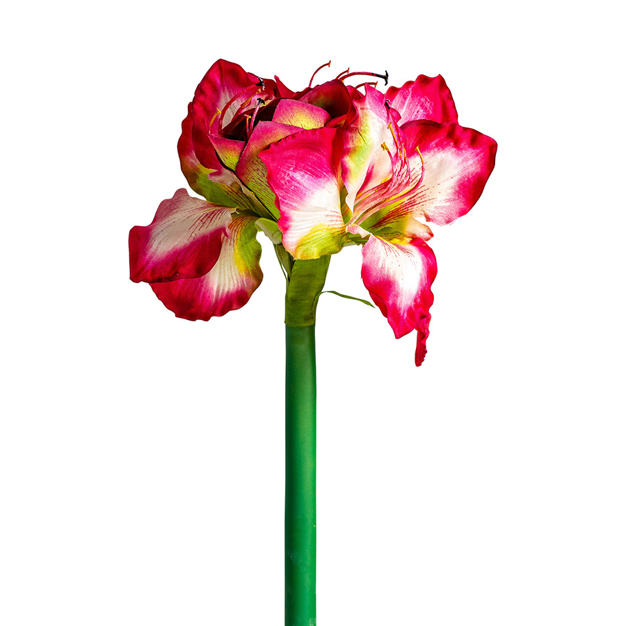 Flor amaryllis