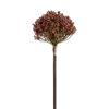 Planta allium