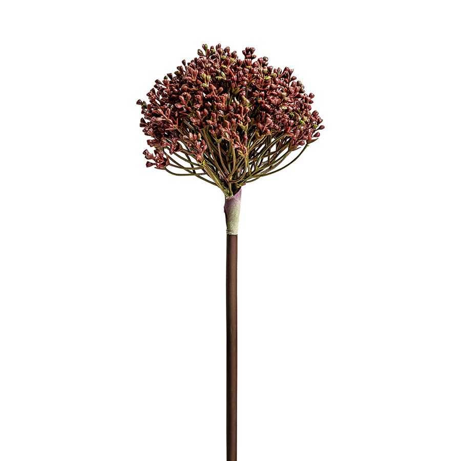 Planta allium