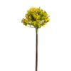 Planta allium