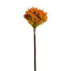 Planta allium