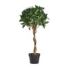 Planta laurel