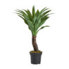 Planta yucca